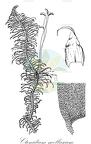 Ctenidium molluscum