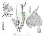 Hyocomium armoricum