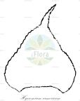 Hyocomium armoricum