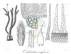 Oedicladium rufescens