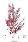 Naccaria