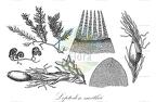 Leptodon smithii