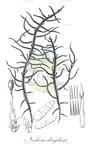 Neckera douglasii