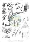 Dannorrisia bigelovii