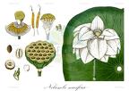 Nelumbo nucifera