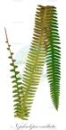 Nephrolepis exaltata