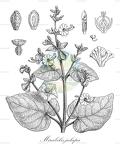 Mirabilis jalapa