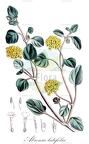 Abronia latifolia