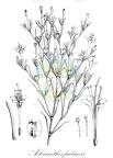 Acleisanthes palmeri