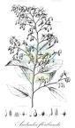 Andradea floribunda