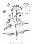 Nyctaginia capitata