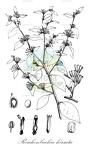 Reichenbachia hirsuta
