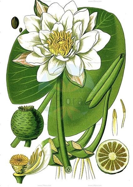 Nymphaea alba