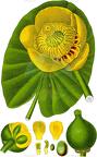 Nuphar lutea