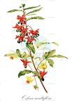 Ochna multiflora