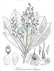 Schuurmansia elegans