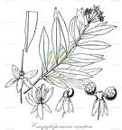 Campylospermum serratum