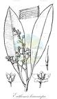 Euthemis leucocarpa