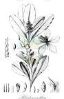 Blastemanthus