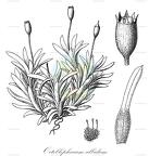 Octoblepharum albidum