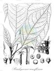 Brachynema ramiflorum