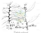 Cathedra rubricaulis