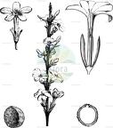 Jasminum nudiflorum