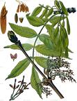 Fraxinus excelsior