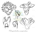 Chengiodendron marginatum