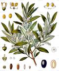 Olea europaea
