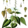 Circaea lutetiana