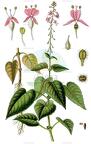 Circaea lutetiana