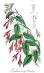 Fuchsia magellanica