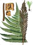Onoclea struthiopteris