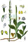 Goodyera repens