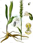 Pseudorchis albida