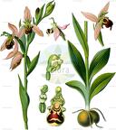 Ophrys apifera