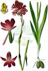 Anacamptis pyramidalis