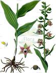 Epipactis helleborine