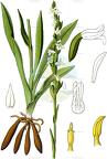 Spiranthes aestivalis