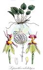 Lepanthes calodictyon