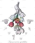 Lycomormium squalidum