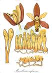 Maxillaria rufescens