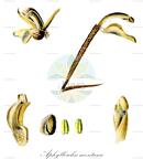 Aphyllorchis montana