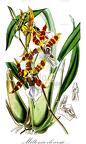 Miltonia clowesii