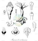 Myrosmodes nubigenum