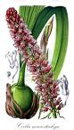 Coelia macrostachya