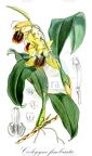 Coelogyne fimbriata