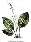 Collabium nebulosum