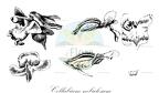 Collabium nebulosum